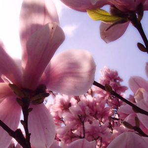 Hermosas flores de magnolia rosa