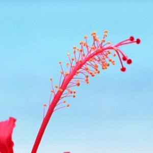 Flor de Hibisco Vibrante