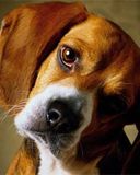 Perro Beagle Adorable