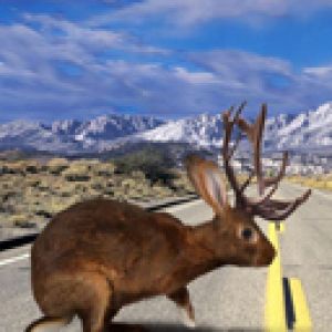 Jackalope Fantástico en la Carretera