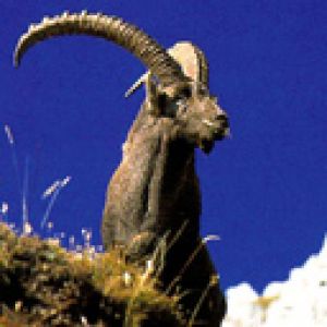 Majestuosa Cabra Montés