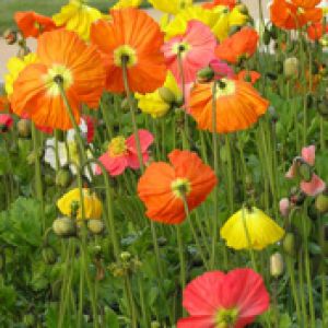 Flores de Amapola Coloridas