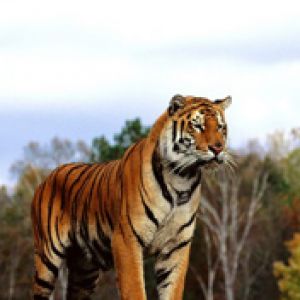 Tigre Majestuoso en la Naturaleza