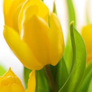 Tulipanes Amarillos Vibrantes
