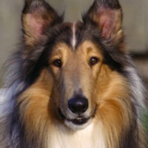 Retrato de Collie