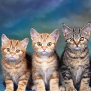 Trío de Gatitos Lindos