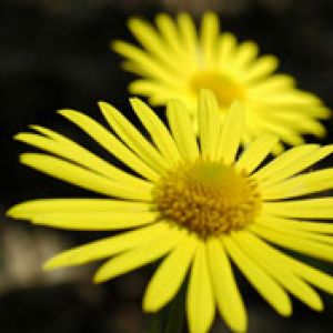 Flores de Margarita Amarillas