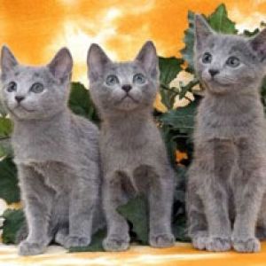 Gatitos Grises Lindos