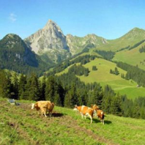 Paisaje montañoso con vacas