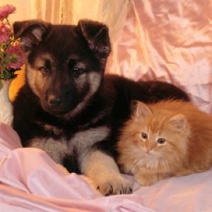 Cachorro y Gatito Adorable