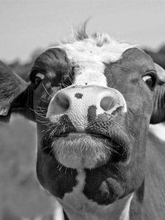 Cara de Vaca Divertida