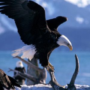Águila Calva en la Naturaleza