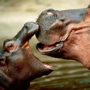 Hipopótamos Juguetones en el Agua