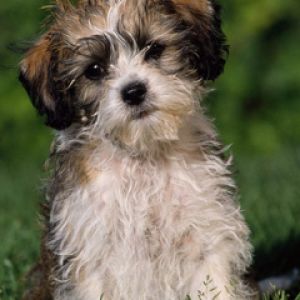 Cachorro Adorable