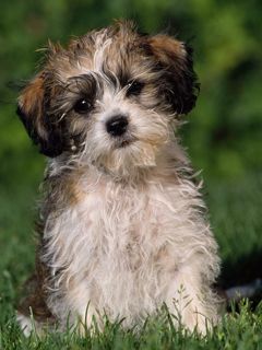 Cachorro Adorable