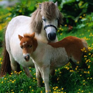 Ponis adorables en un prado