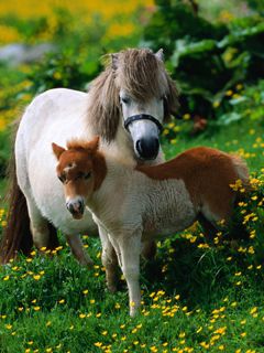 Ponis adorables en un prado