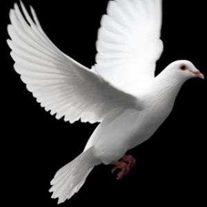 Paloma Blanca en Vuelo