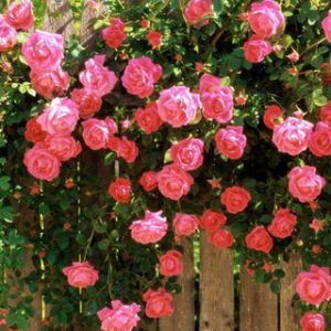 Rosas Rosadas en Cerca de Madera