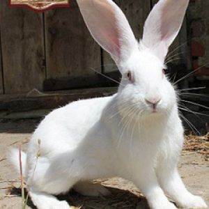 Conejo Blanco