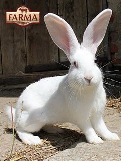 Conejo Blanco