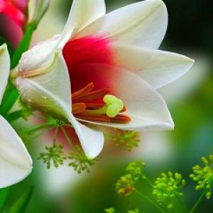 Hermosa Flor de Lirio Blanco