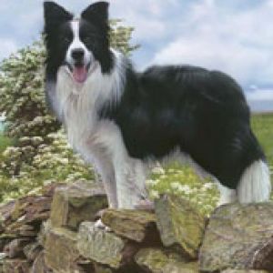 Border Collie en Rocas
