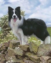 Border Collie en Rocas