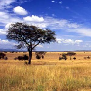 Paisaje africano sereno