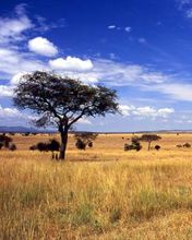 Paisaje africano sereno