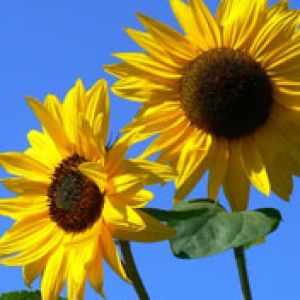 Girasoles Brillantes en Flor