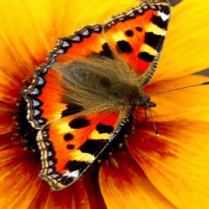 Mariposa Colorida en Flor