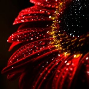 Flor Roja con Gotas de Agua