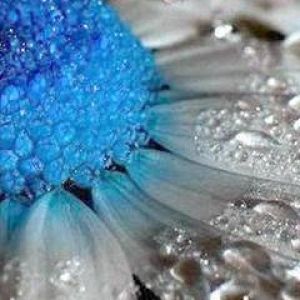 Flor Azul y Blanca con Gotas de Agua