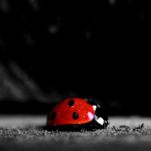 Mariquita Roja sobre Fondo Negro