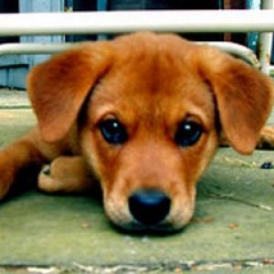 Cachorro Adorable Acostado
