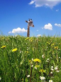 Jirafa en un Campo de Flores