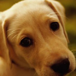 Cachorro de Labrador Adorable
