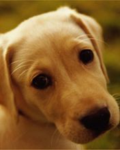 Cachorro de Labrador Adorable