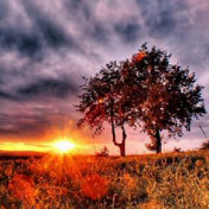 Impresionante Atardecer Sobre Árboles