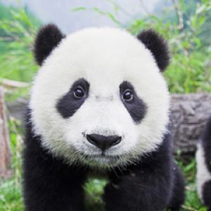 Bebé panda adorable