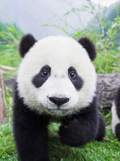Bebé panda adorable