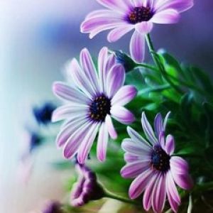 Hermosas Flores Moradas