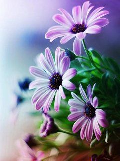 Hermosas Flores Moradas
