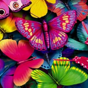 Colección de Mariposas Coloridas
