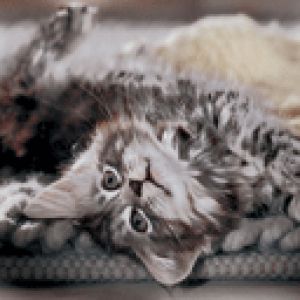 Gatito Adorable