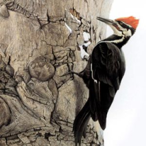 Pájaro Carpintero en la Corteza del Árbol