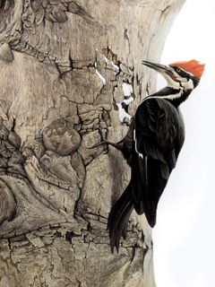 Pájaro Carpintero en la Corteza del Árbol