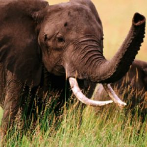Elefante Majestuoso en la Naturaleza