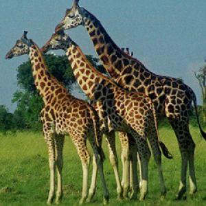 Jirafas Majestuosas en la Naturaleza